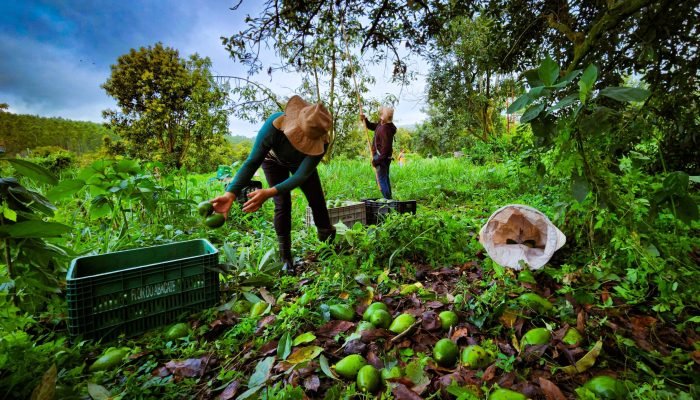 Estado mineiro ganha evidência na produção de avocado em um momento em que o mercado internaci...