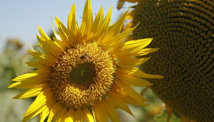 Com 70% da produção nacional, Goiás consolida o girassol como uma alternativa estratégica que...