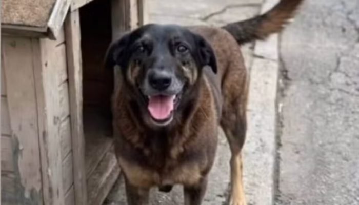 Orelha, cão mascote da Praia Brava (Florianópolis), morreu em 5 de janeiro de 2026 após sofrer...