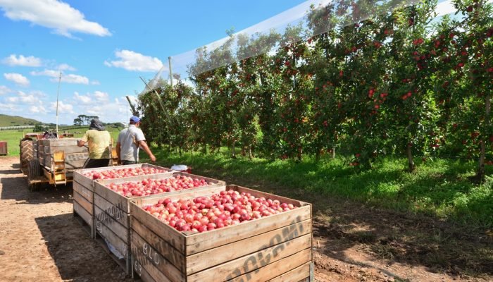 bolsa-familia-colheita-maca-1