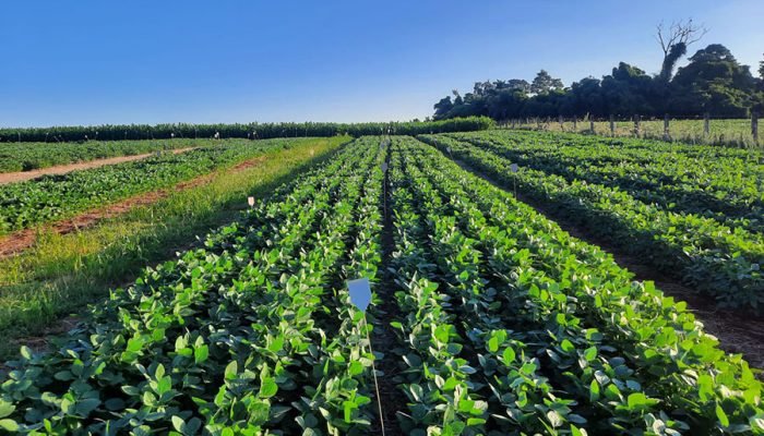 Plantação de soja em Santo Augusto (RS) que utiliza estruvita como fertilizante em experimento ...