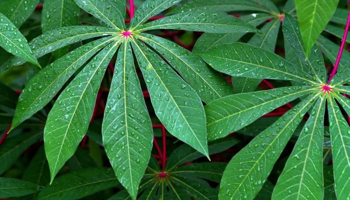 Folhas de mandioca: teor de proteínas chega a 28%, segundo especialista. (Foto: hartono subagio/...