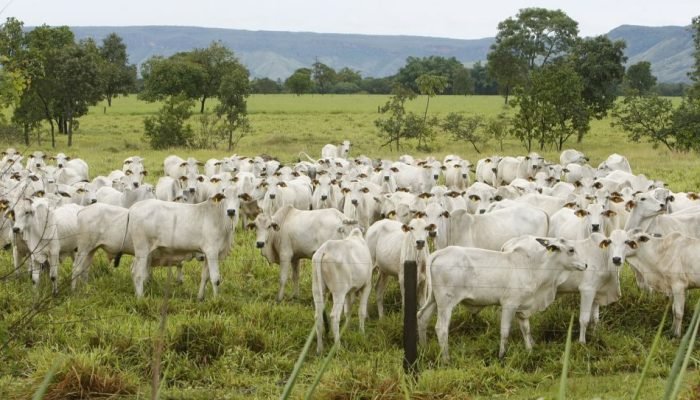 Segundo USDA, pecuária brasileira deve produzir 12,35 milhões de toneladas de carne bovina em 2...