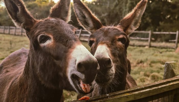 Cientistas apostam em inovação brasileira que podem salvar jumentos da extinção, visto o cons...