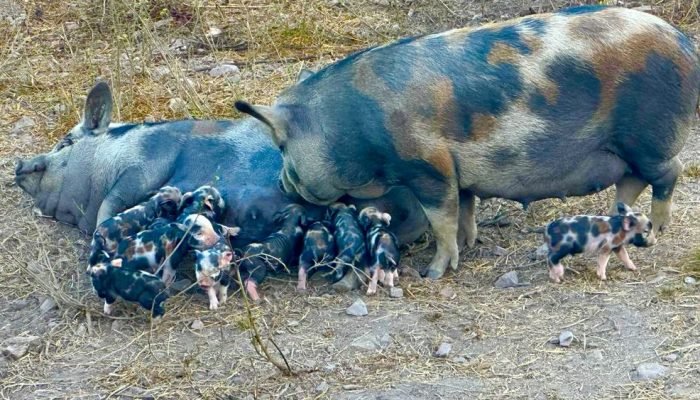 Caruncho Três Cores: raça suína primitiva do Brasil, rústica e adaptada ao clima tropical, é...