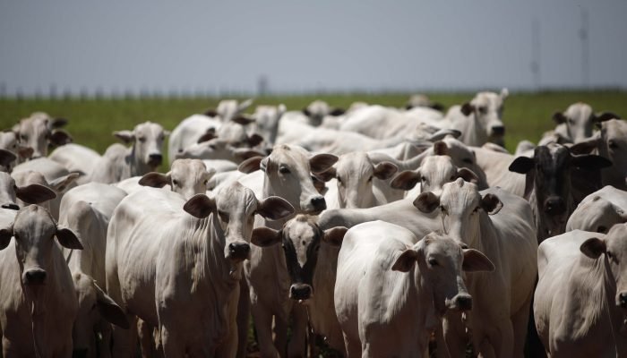 Exportadores de carne bovina dizem que trabalham com governo na elaboração de novos protocolos ...