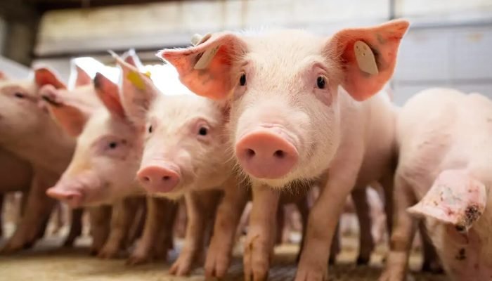 Uberlândia (MG) é a segunda maior cidade produtora de suínos do país, alavancando Minas Gerai...