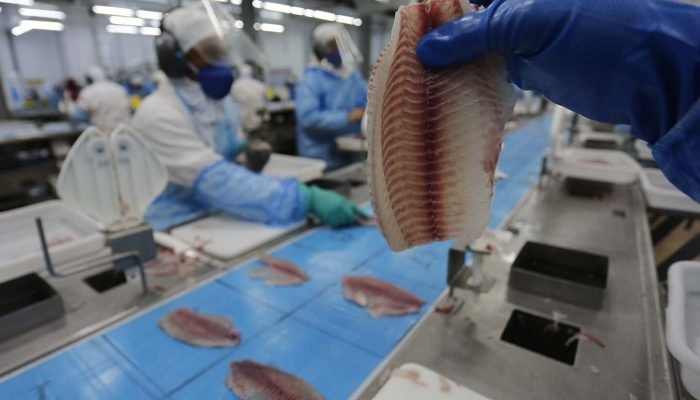 Setor calcula que inclusão de tilápia na lista de espécies invasoras poderia gerar prejuízo d...